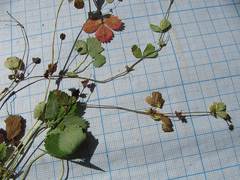 Potentilla centigrana