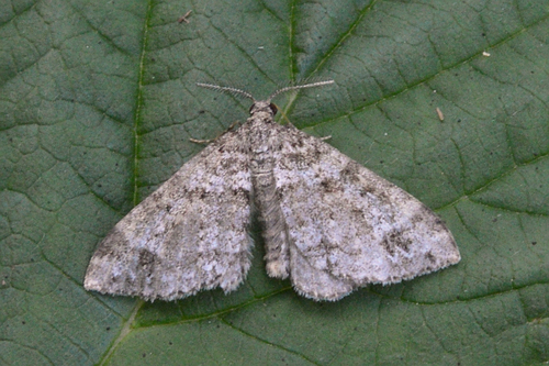 Mesotype didymata