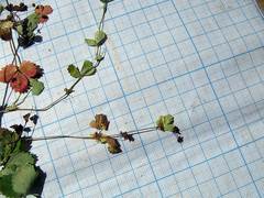 Potentilla centigrana