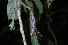 Cyrtodactylus miriensis