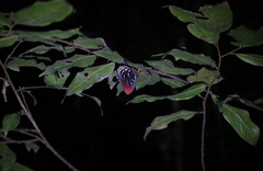 Paralaxita damajanti