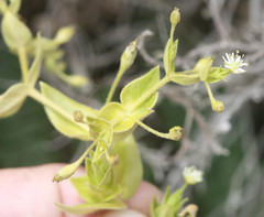 Stellaria littoralis