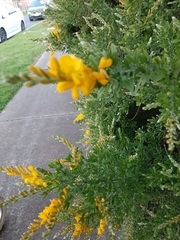Genista stenopetala