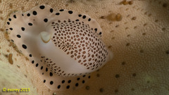 Calpurnus verrucosus