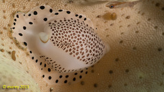 Calpurnus verrucosus