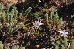 Hesperantha cucullata