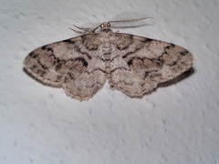 Peribatodes secundaria