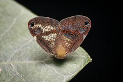 Parapiromis translucida