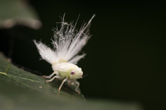 Parapiromis translucida