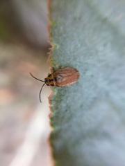 Xanthogaleruca maculicollis
