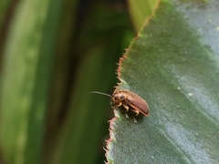 Xanthogaleruca maculicollis