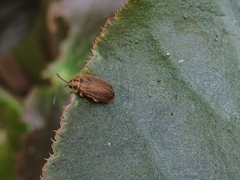 Xanthogaleruca maculicollis