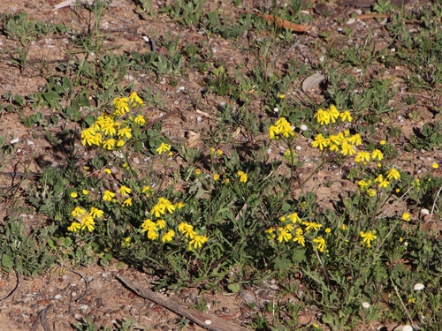 Image of Senecio abruptus by (c) Tony Rebelo, some rights reserved (CC BY-SA)