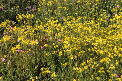 Image of Senecio abruptus by (c) Tony Rebelo, some rights reserved (CC BY-SA)