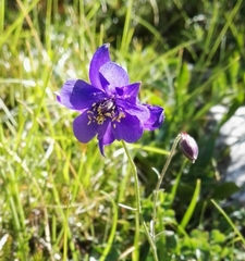 Aquilegia confusa