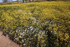 Senecio abruptus