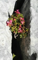 Rhododendron hirsutum