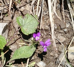 Viola dubyana