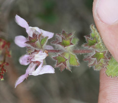 Stachys rigida