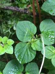 Peperomia hispiduliformis