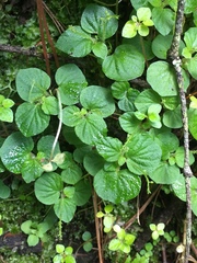 Peperomia hispiduliformis