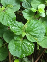 Peperomia hispiduliformis