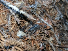 Formica lugubris