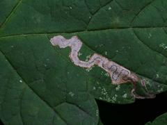 Stigmella speciosa