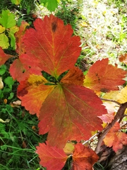 Crataegus chlorosarca