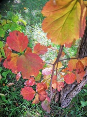 Crataegus chlorosarca