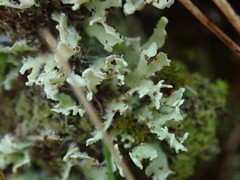 Cladonia neozelandica