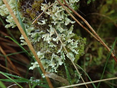 Cladonia neozelandica