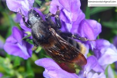Bombus koreanus