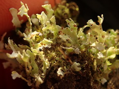Cladonia neozelandica