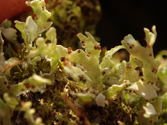 Cladonia neozelandica
