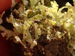 Cladonia neozelandica