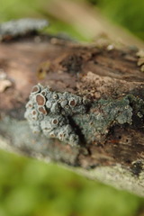 Degelia crustacea