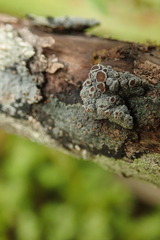 Degelia crustacea