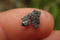 Degelia crustacea