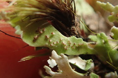Cladonia neozelandica