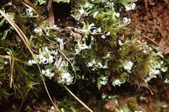 Cladonia neozelandica