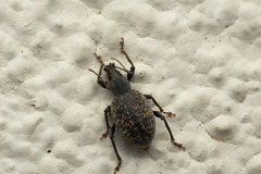 Otiorhynchus aurifer