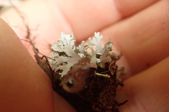 Cladonia neozelandica