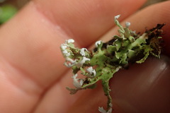 Cladonia neozelandica