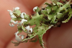 Cladonia neozelandica