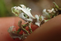 Cladonia neozelandica
