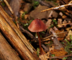 Mycena toyerlaricola