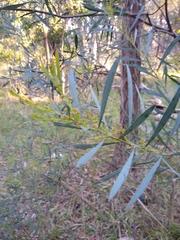 Acacia stricta