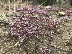 Chorizanthe leptotheca