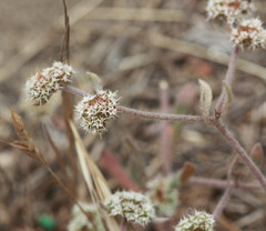 Chorizanthe cuspidata